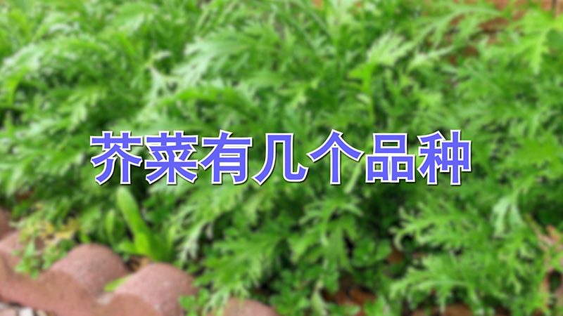 芥菜有几个品种