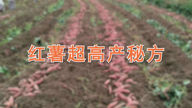 红薯超高产秘方