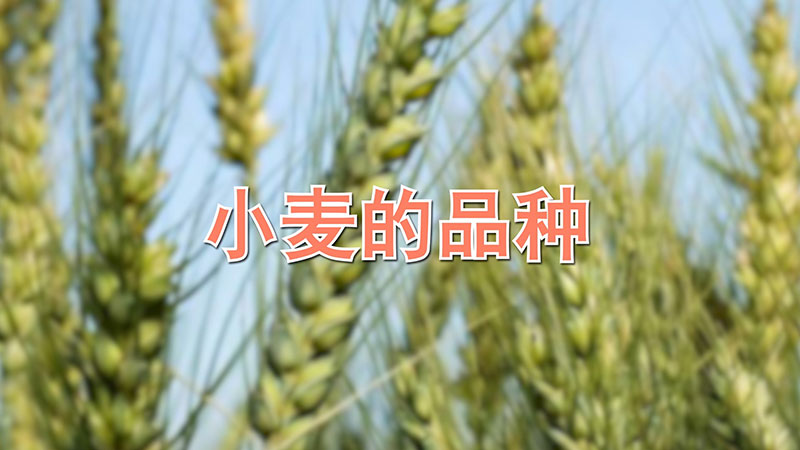 小麦的品种