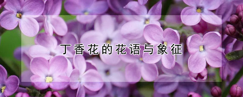 丁香花的花语与象征