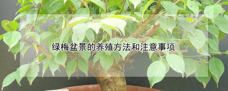 绿梅盆景的养殖方法和注意事项