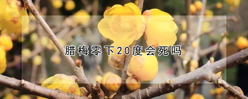 腊梅零下20度会死吗