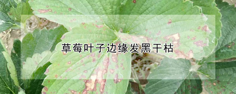 草莓叶子边缘发黑干枯