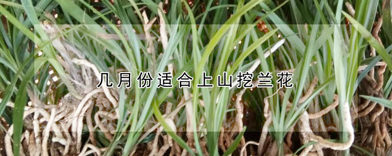 几月份适合上山挖兰花