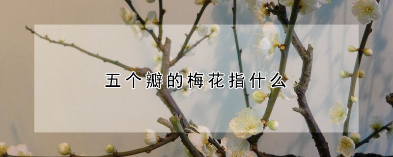 五个瓣的梅花指什么