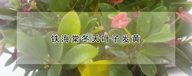 铁海棠冬天叶子发黄