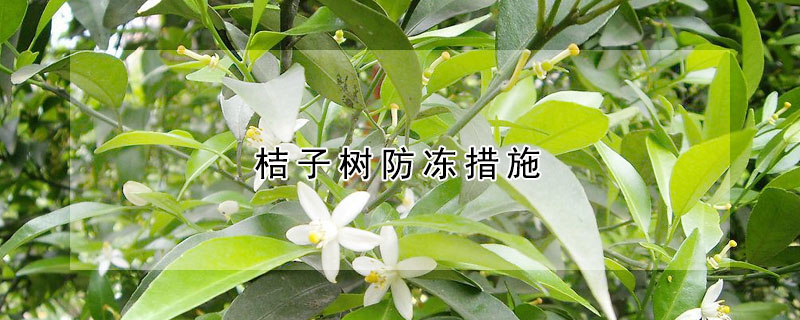 桔子树防冻措施