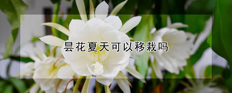 昙花夏天可以移栽吗