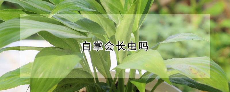 白掌会长虫吗