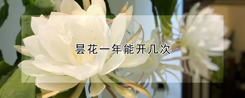 昙花一年能开几次