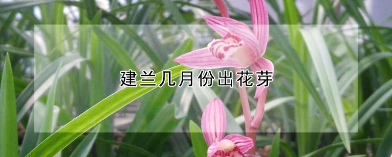 建兰几月份出花芽