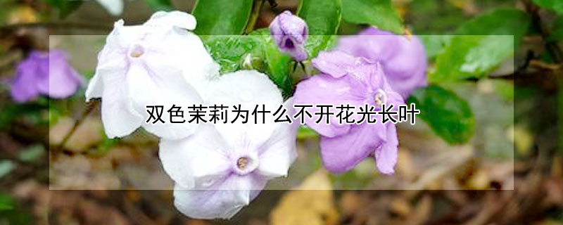 双色茉莉为什么不开花光长叶