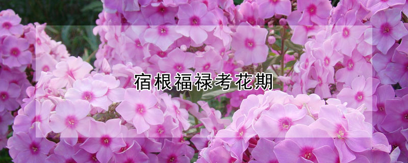 宿根福禄考花期