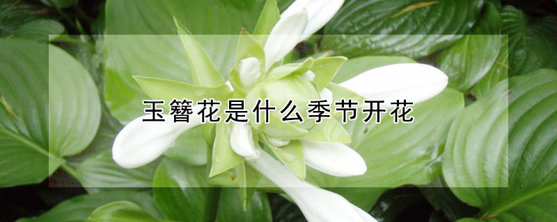 玉簪花是什么季节开花