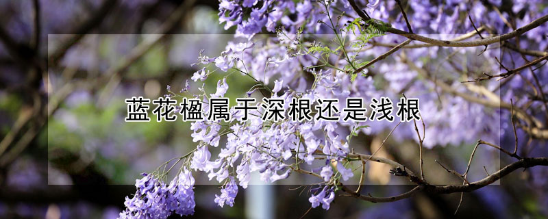 蓝花楹属于深根还是浅根