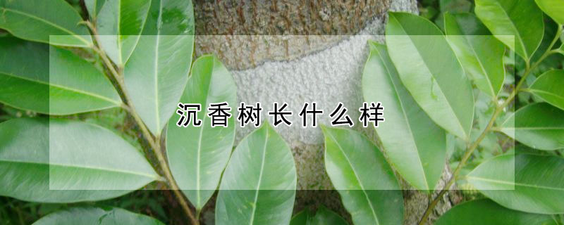 沉香树长什么样