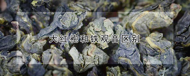 大红袍和铁观音区别