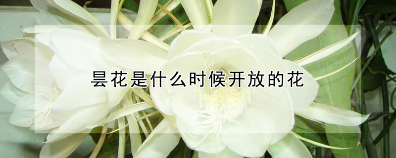 昙花是什么时候开放的花