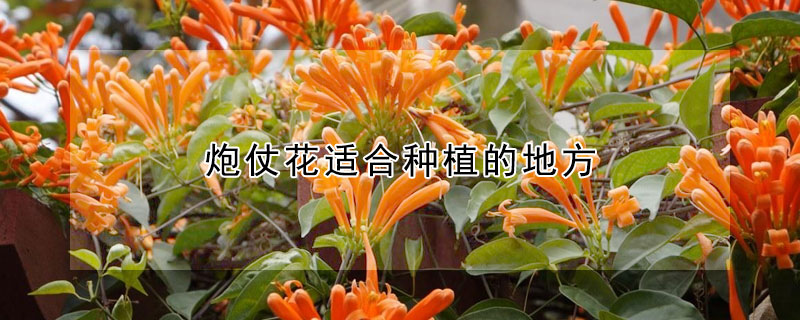 炮仗花适合种植的地方