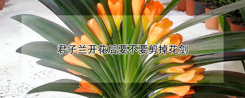 君子兰开花后要不要剪掉花剑