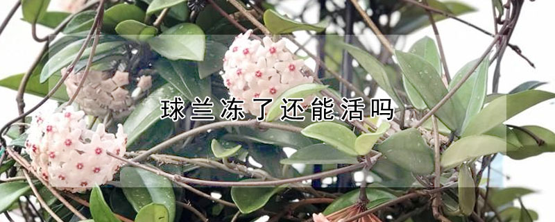 球兰冻了还能活吗