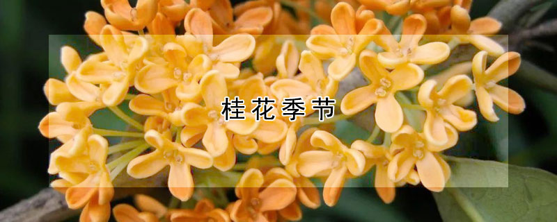 桂花季节