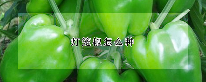 灯笼椒怎么种