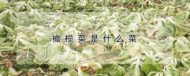 橄榄菜是什么菜