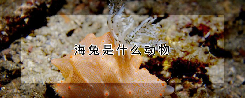 海兔是什么动物