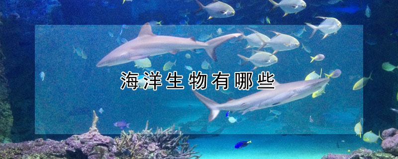 海洋生物有哪些