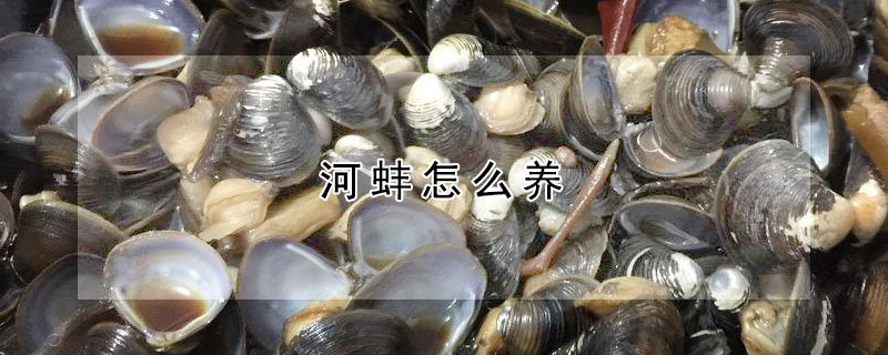 河蚌怎么养