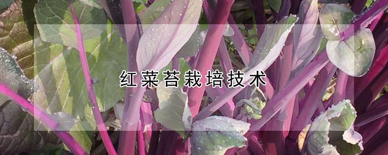 红菜苔栽培技术 发财农业网