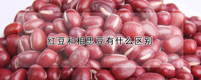 红豆和相思豆有什么区别