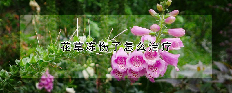 花草冻伤了怎么治疗