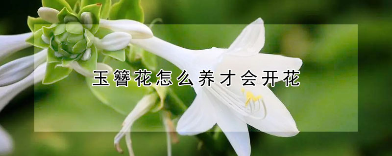 玉簪花怎么养才会开花