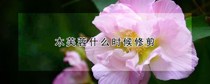 木芙蓉什么时候修剪