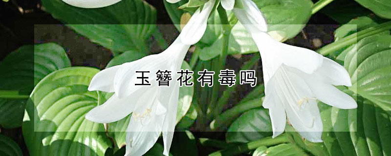 玉簪花有毒吗