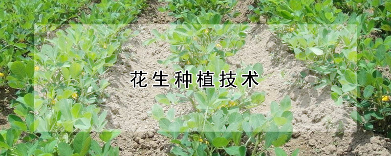 花生种植技术