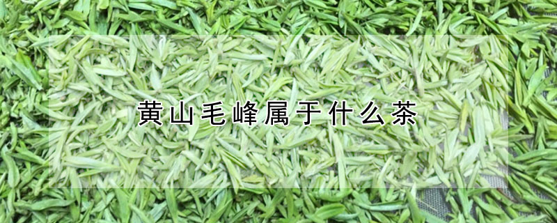 黄山毛峰属于什么茶