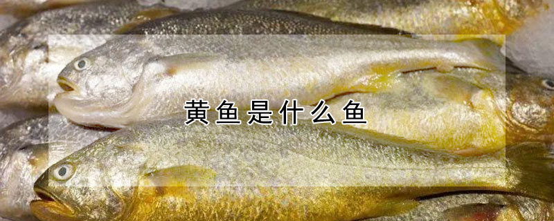 黄鱼是什么鱼