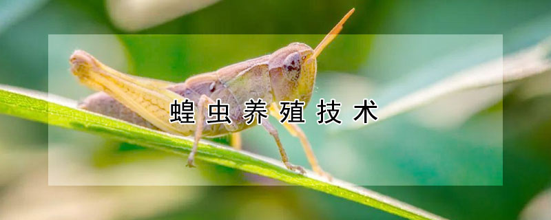 蝗虫养殖技术