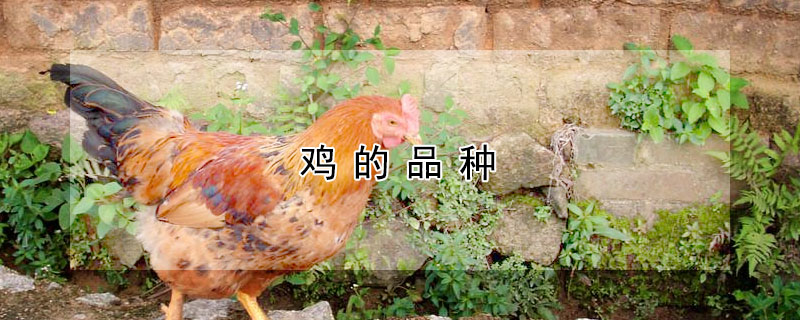 鸡的品种