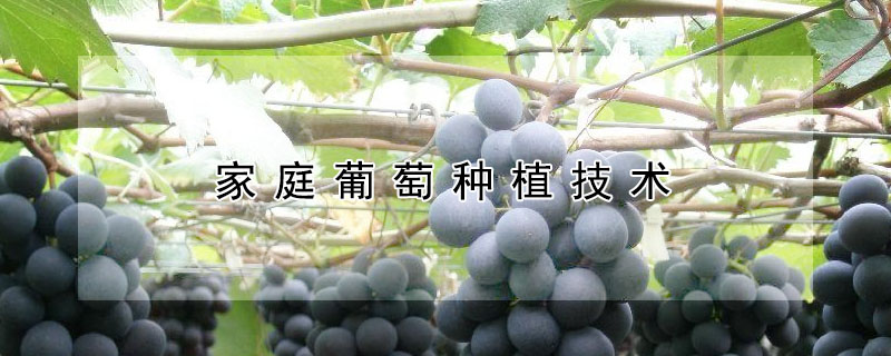 家庭葡萄种植技术