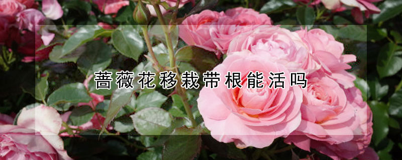 蔷薇花移栽带根能活吗