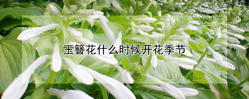 玉簪花什么时候开花季节