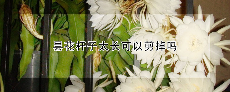 昙花杆子太长可以剪掉吗