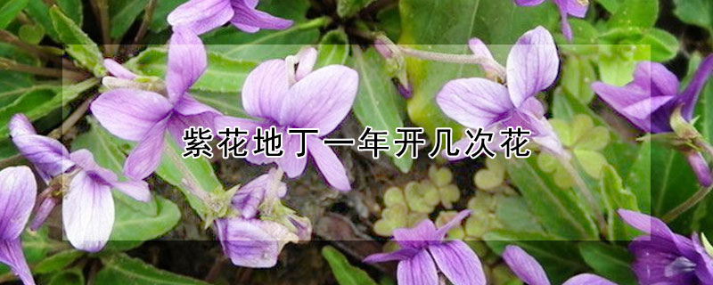 紫花地丁一年开几次花