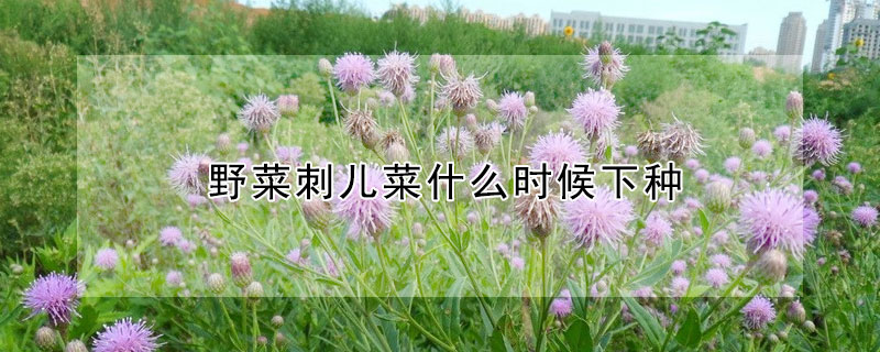 野菜刺儿菜什么时候下种