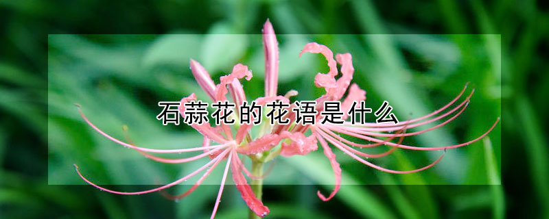 石蒜花的花语是什么