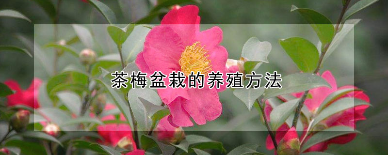 茶梅盆栽的养殖方法